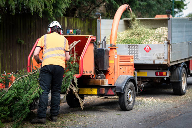 Best Tree Health Inspection  in Lake Waccamaw, NC